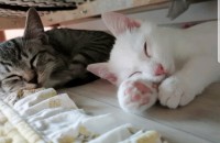 [5개월]아메리칸 숏헤어 2마리 분양합니다(동두천, 경기도 / 곤 and 수)