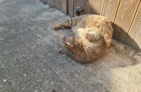 코숏 고양이 분양보냅니다 사랑으로 키워주실분은 연락주세요^^