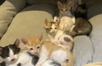 코숏 2개월된 아기고양이 6마리 분양합니다.