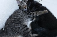 의정부 코숏 샴 믹스묘 무료분양합니다