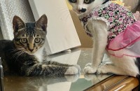 아기 고양이 형제 3개월