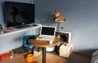 [경기 양주 장흥] 생후 1.5개월 코리안 숏헤어 분양 합니다.