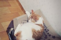 고양이 무료분양