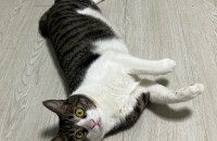 [경기도 수원] 잘생기고 예쁜 코숏 친구들 가족을 찾습니다!