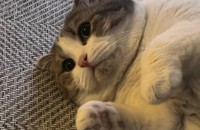 사정상 분양신청 합니다 ㅜㅜ