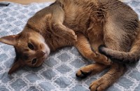 아비시니안 성묘 좋은분께 갔으면 해요