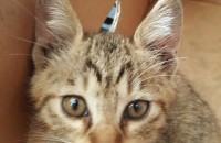 수원에 아기 고양이