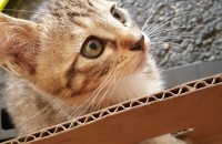 지역은 수원 아기고양이 분양