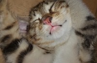 수원에서 남자 아기고양이 분양합니다.