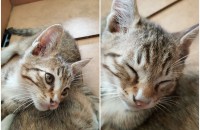 수원에 아기고양이 분양 합니다.