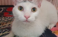 귀여운 호섭이 분양합니다