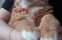 개냥이3마리 무료 분양 합니다.