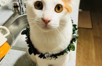 빨리 고양이 무료분양합니다