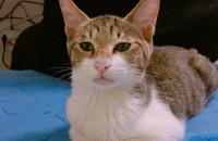 고양이 무료분양합니다(서울지역)