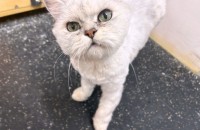 페르시안 똥구의 가족이 되어주세요