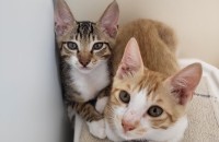 4개월 귀요미냥이들 무료분양해요