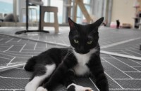 이쁜 턱시도냥이 무료분양해요