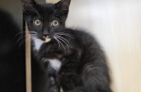 길에서  구조된 2개월 턱시도냥이 무료분양해요