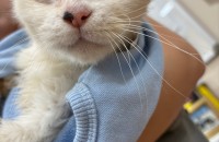 구조된 흰색냥이의 새로운 삶의 빛이 되어주세요