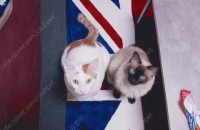 코숏,샴(장모) 성묘2마리 분양합니다.