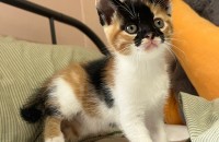 코리안숏헤어 아기고양이 무료분양합니다.