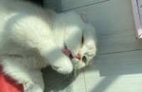 먼치킨폴드 입양하실분 찾아요