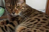 중성화된 5살 뱅갈 암컷 무료분양합니다ㅡ