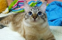 7살 네바마스커레이드 남아 분양합니다.