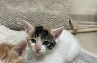 생후 1개월 새끼고양이 무료분양