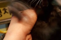 사람 잘 따르는 아기고양이를 데려가실분을 급히 구해요