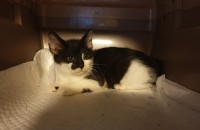 2개월된 형제자매입니다.