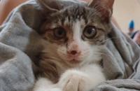 2개월된 아가냥이(수도권데려다드림)