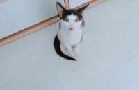 고양이분양합니다