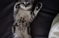 [인천] 아메리칸숏츠 5개월생 여아 무료분양