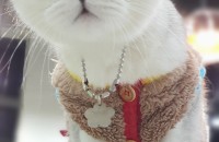 브리티시 숏헤어 무료분양합니다