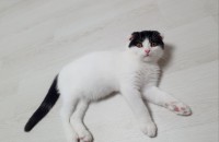 이쁜공쥬 무료분양합니다