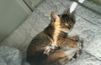 코리안숏헤어 여자 고양이 분양합니다.