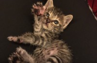 1개월령 코숏 분양합니다