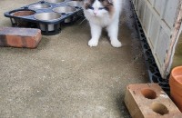 렉돌 무료 분양