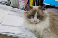 렉돌 2세 여아 무료 분양 합니다.