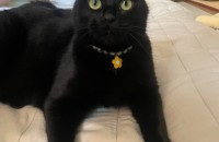 올블랙냥이 돌쇠의 따뜻한 집과 부모가되어주세요