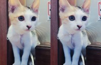 또잉이