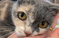 김해) 스코티쉬 코숏 믹스 3살 여아 바다의 가족이 되어주세요