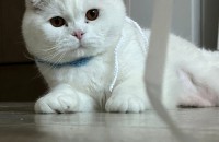 개인사정으로 더이상 키우기 힘들어 입양 보냅니다