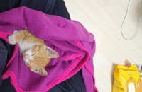 경남 진주 2개월된 애기분양