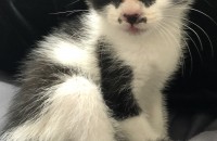 <광주광역시 동구> 똥꼬발랄 개냥이의 새로운 가족을 찾습니다!