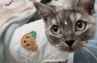 고양이 두마리 분양합니다