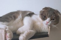 고양이 무료 분양합니다