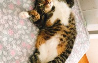 광주 순딩이 코숏 고등어 분양합니다