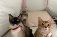 가족이되어주세요 [전남무료분양]